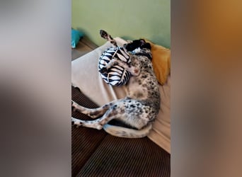 Junger Mischlingsrüde (2,5 Jahre) RAVI sucht eine eigene Familie!