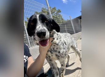 Junger Mischlingsrüde (2,5 Jahre) RAVI sucht eine eigene Familie!