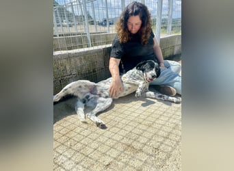 Menschenbezogener und treuer Pointermix RAVI sucht eine Familie