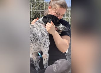 Junger Mischlingsrüde (2,5 Jahre) RAVI sucht eine eigene Familie!