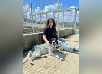 Aktiver und schmusiger Jungrüde RAVI sucht eine Familie!