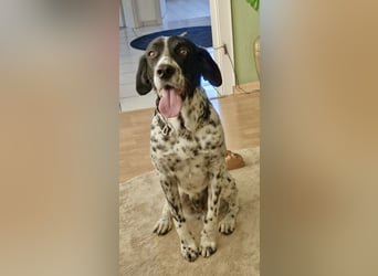 Junger Mischlingsrüde (2,5 Jahre) RAVI sucht eine eigene Familie!