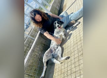 Menschenbezogener und treuer Pointermix RAVI sucht eine Familie