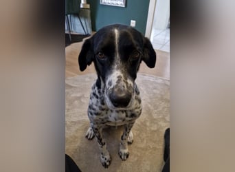 Menschenbezogener und treuer Pointermix RAVI sucht eine Familie