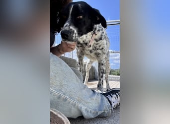 Junger Mischlingsrüde (2,5 Jahre) RAVI sucht eine eigene Familie!