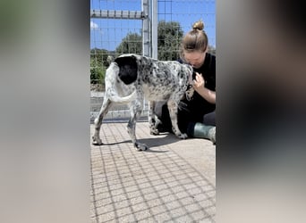 Menschenbezogener und treuer Pointermix RAVI sucht eine Familie