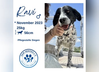 Junger Mischlingsrüde (2,5 Jahre) RAVI sucht eine eigene Familie!