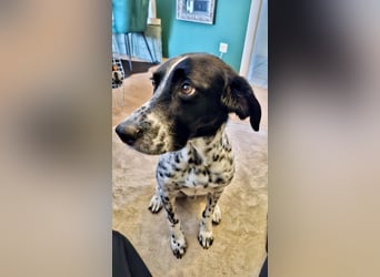 Aktiver und schmusiger Jungrüde RAVI sucht eine Familie!