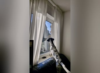 Menschenbezogener und treuer Pointermix RAVI sucht eine Familie