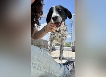 Junger Mischlingsrüde (2,5 Jahre) RAVI sucht eine eigene Familie!