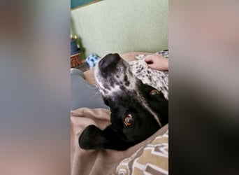 Aktiver und schmusiger Jungrüde RAVI sucht eine Familie!