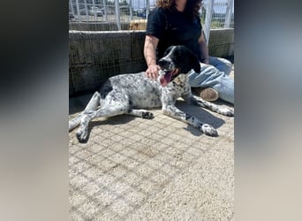 Menschenbezogener und treuer Pointermix RAVI sucht eine Familie