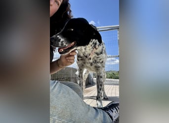 Menschenbezogener und treuer Pointermix RAVI sucht eine Familie