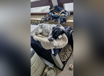 Aktiver und schmusiger Jungrüde RAVI sucht eine Familie!