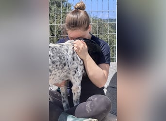 Menschenbezogener und treuer Pointermix RAVI sucht eine Familie