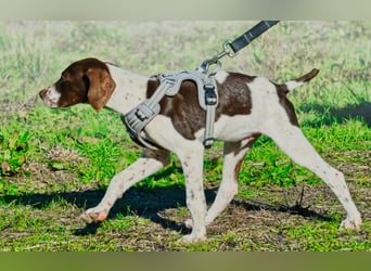 Scout – bereit für Abenteuer