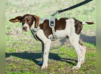 Scout – bereit für Abenteuer