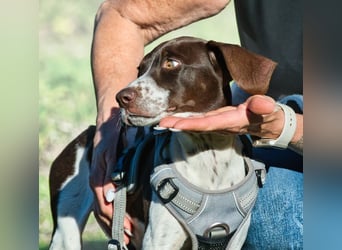 Scout – bereit für Abenteuer