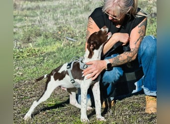 Scout – bereit für Abenteuer