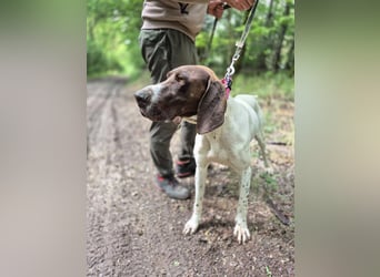 Monty_BE_English-Pointer-Jungspund sucht seine liebevollen Menschen 