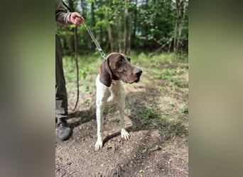 Monty_BE_English-Pointer-Jungspund sucht seine liebevollen Menschen 