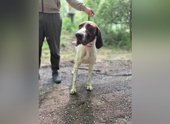Monty_BE_English-Pointer-Jungspund sucht seine liebevollen Menschen 