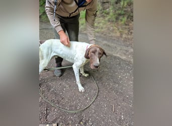 Monty_BE_English-Pointer-Jungspund sucht seine liebevollen Menschen 