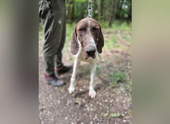 Monty_BE_English-Pointer-Jungspund sucht seine liebevollen Menschen 