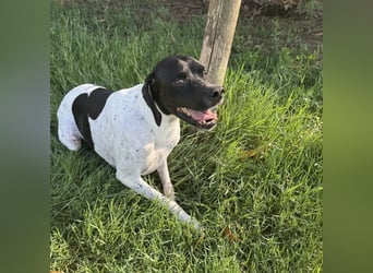 Razzo - ein freundlicher, verträglicher Traumtyp