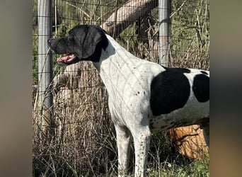 Razzo - ein freundlicher, verträglicher Traumtyp