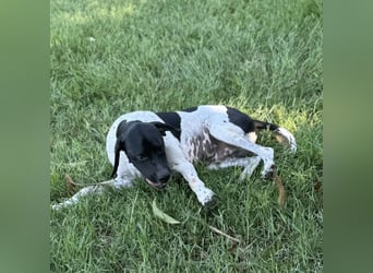 Razzo - ein freundlicher, verträglicher Traumtyp