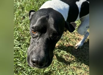 Razzo - ein freundlicher, verträglicher Traumtyp