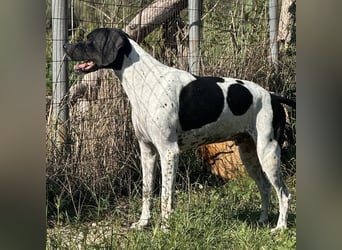 Razzo - ein freundlicher, verträglicher Traumtyp