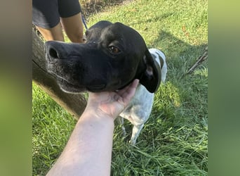 Razzo - ein freundlicher, verträglicher Traumtyp