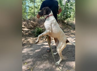 Monty, bildhübscher English Pointer geb. 05/2025