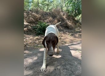 Monty, bildhübscher English Pointer geb. 05/2025