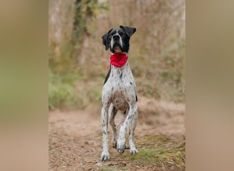 Olivia: liebenswürdige Jagdhündin wünscht sich ein Kuschelkörbchen