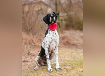 Olivia: liebenswürdige Jagdhündin wünscht sich ein Kuschelkörbchen