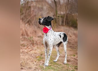 Olivia: liebenswürdige Jagdhündin wünscht sich ein Kuschelkörbchen