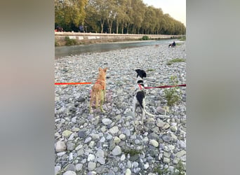 Olivia: liebenswürdige Jagdhündin wünscht sich ein Kuschelkörbchen