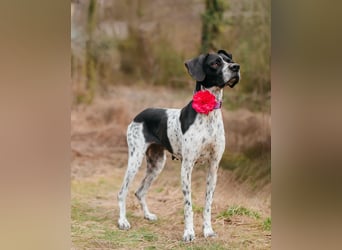 Olivia: liebenswürdige Jagdhündin wünscht sich ein Kuschelkörbchen