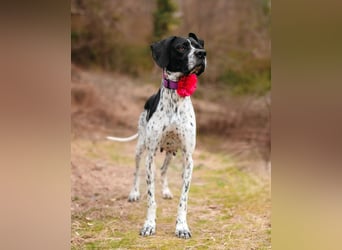 Olivia: liebenswürdige Jagdhündin wünscht sich ein Kuschelkörbchen