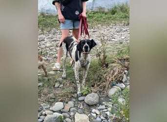 Olivia: liebenswürdige Jagdhündin wünscht sich ein Kuschelkörbchen