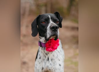 Olivia: liebenswürdige Jagdhündin wünscht sich ein Kuschelkörbchen