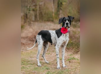 Olivia: liebenswürdige Jagdhündin wünscht sich ein Kuschelkörbchen