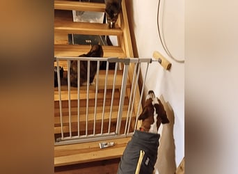 Lucio -  sucht Nähe und Wärme