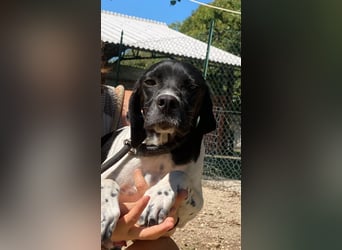 Arno - Zarte Seele sucht ein Zuhause