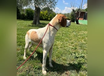 Lucio - (Dringend Pflegestelle oder Zuhause gesucht) sucht Nähe und Wärme