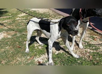 Arno - Zarte Seele sucht ein Zuhause