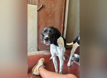 Arno - Zarte Seele sucht ein Zuhause